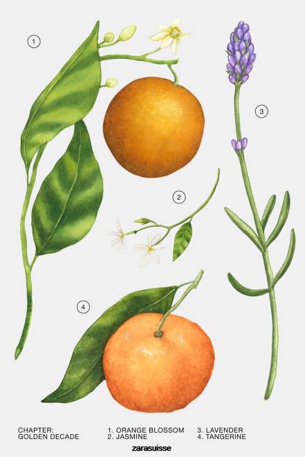 Zara accessoires P66V777 femmes décennie d'or edp 80 ml original