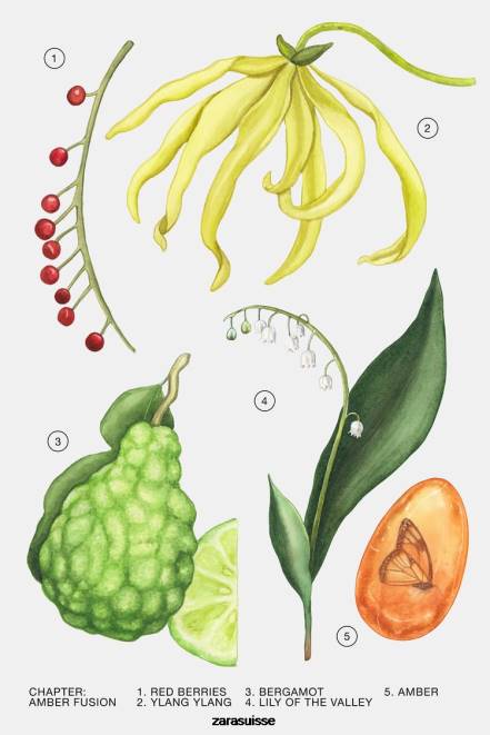 Zara accessoires P66V780 femmes ambre fusion 30 ml original