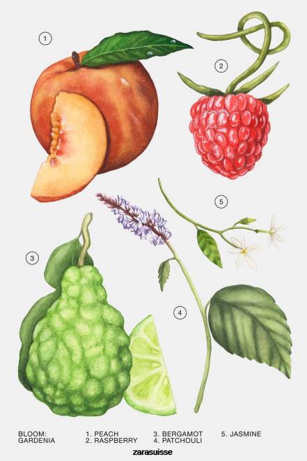 Zara accessoires P66V805 femmes gardénia 90 ml (3,0 fl. oz) original